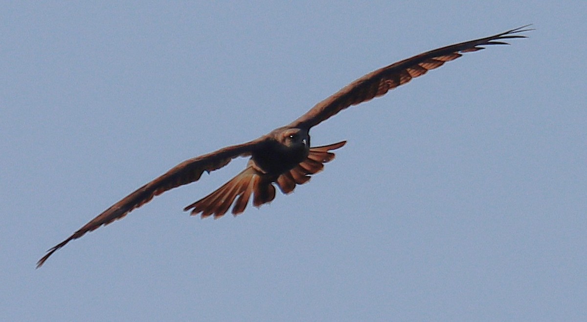 Snail Kite - ML646147174