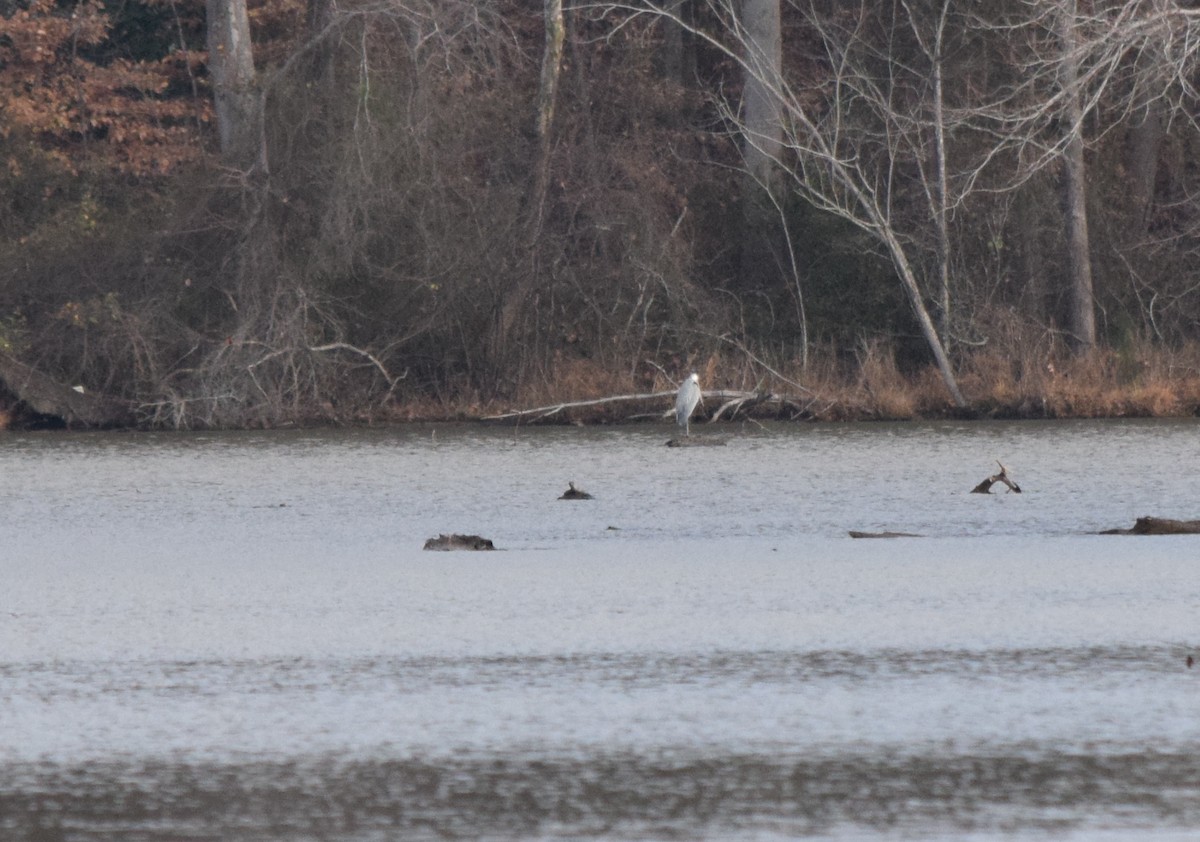 Great Blue Heron - ML646147175