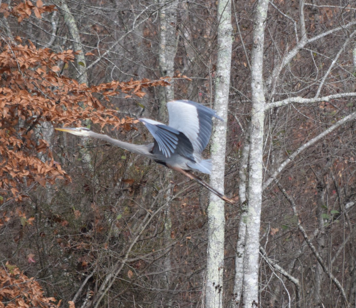 Great Blue Heron - ML646147176