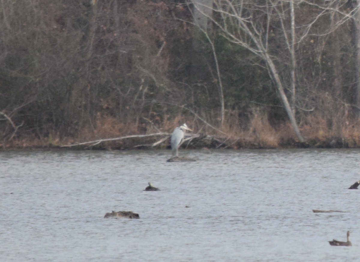 Great Blue Heron - ML646147177
