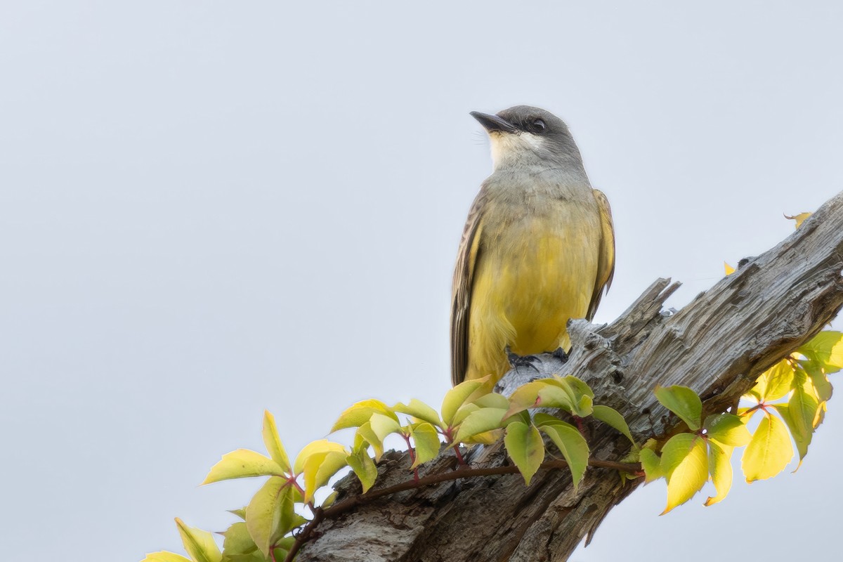 Cassin's Kingbird - ML646147178