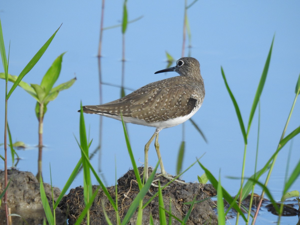 Solitary Sandpiper - ML646147179