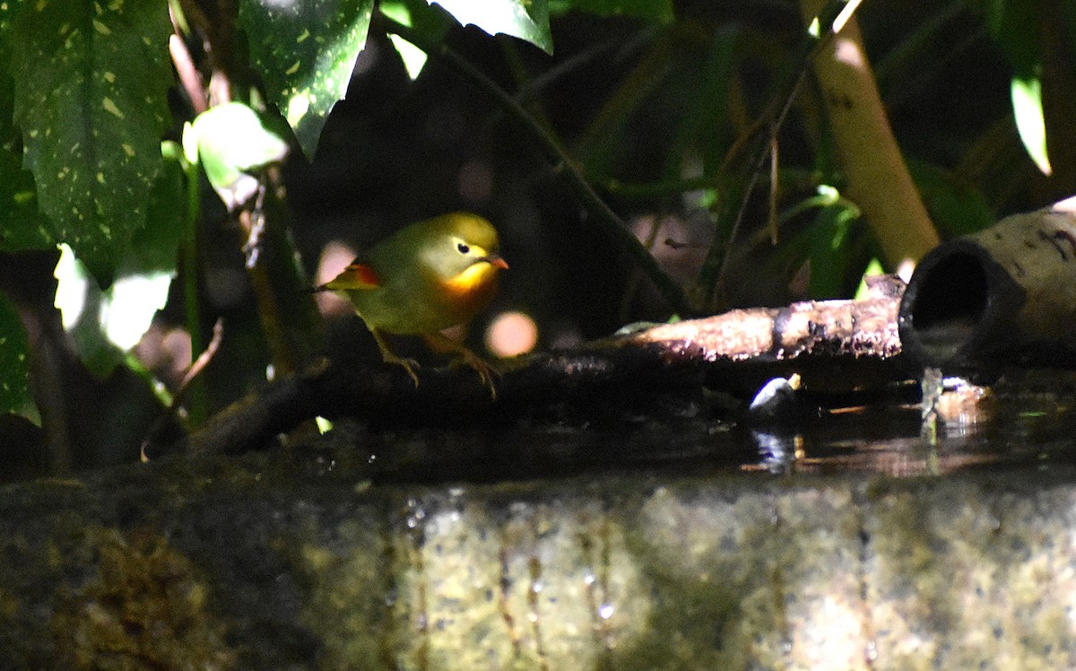 紅嘴相思鳥 - ML646147180