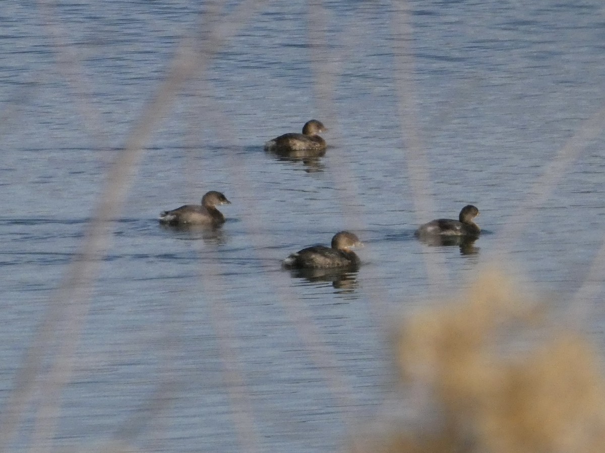 Pied-billed Grebe - ML646147181