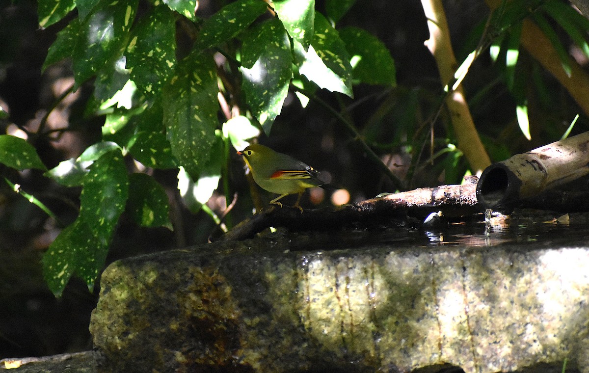 紅嘴相思鳥 - ML646147182