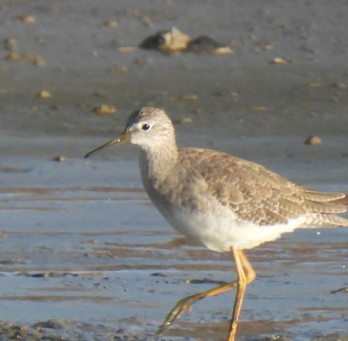 小黃腳鷸 - ML646147187