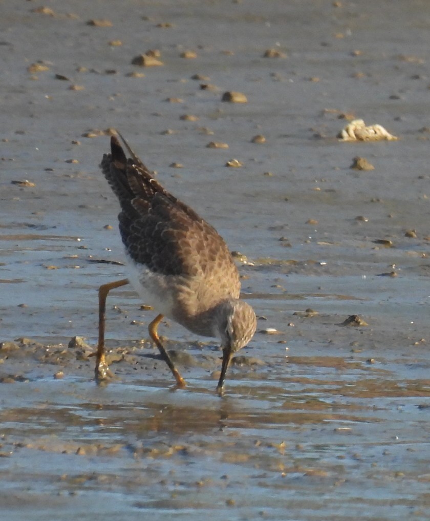 小黃腳鷸 - ML646147188