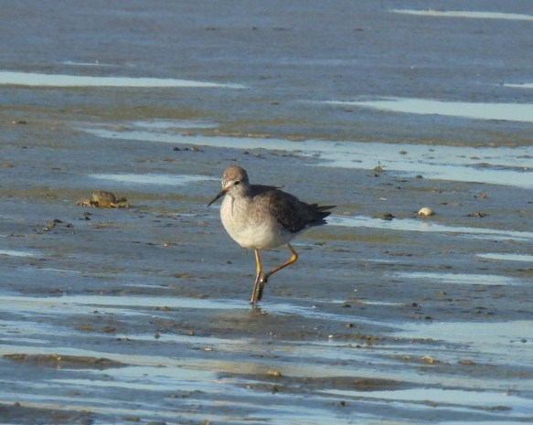 小黃腳鷸 - ML646147189