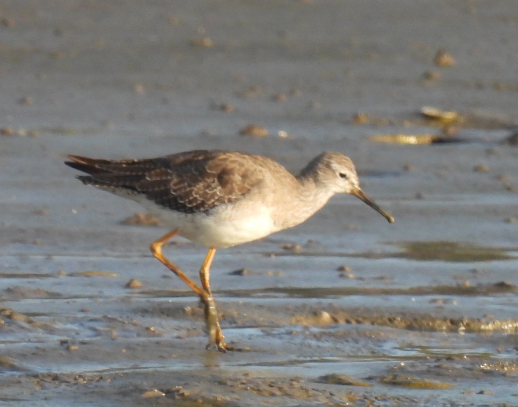 小黃腳鷸 - ML646147190