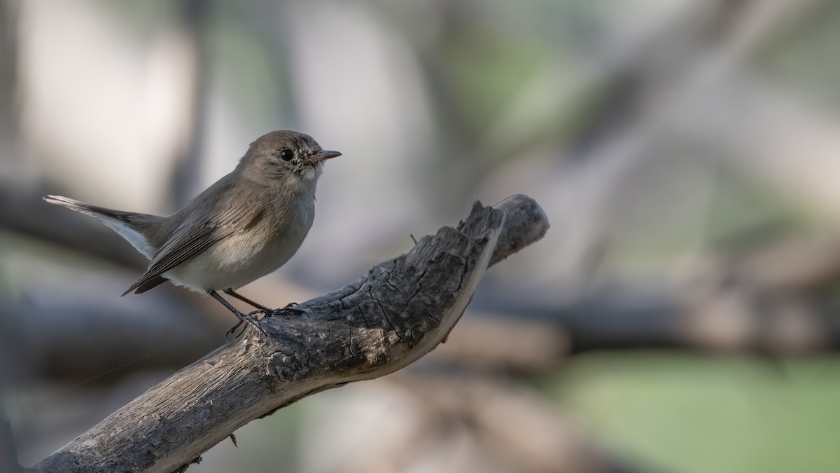 Red-breasted Flycatcher - ML646147192