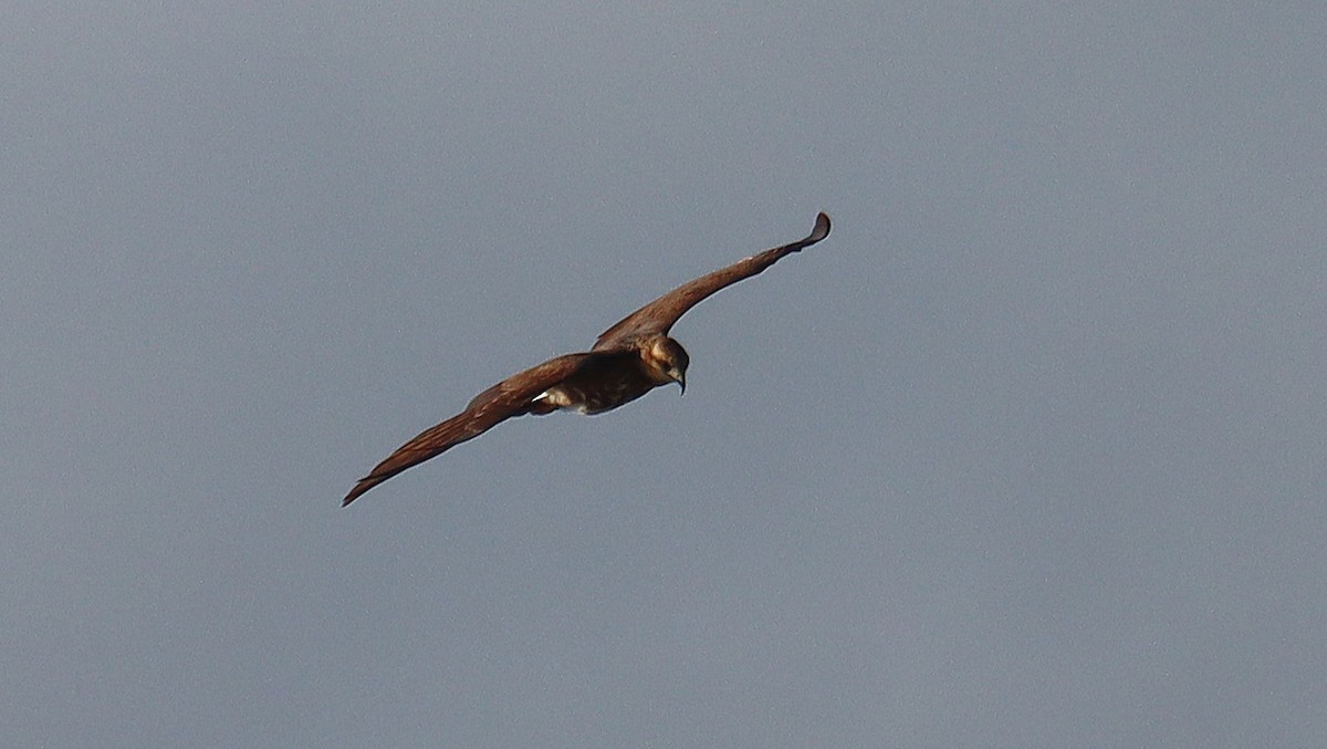 Snail Kite - ML646147193