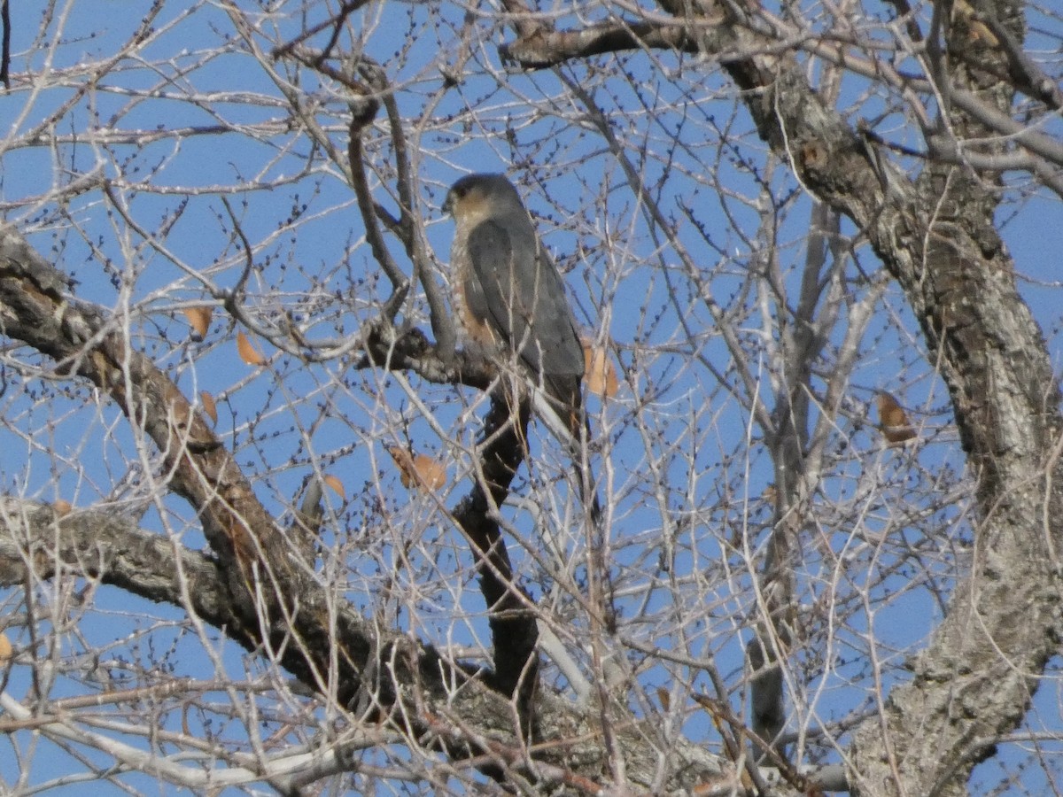 Sharp-shinned Hawk - ML646147200