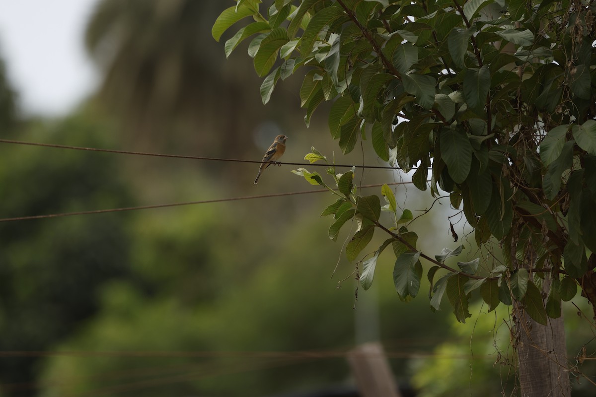 Lazuli Bunting - ML646147203