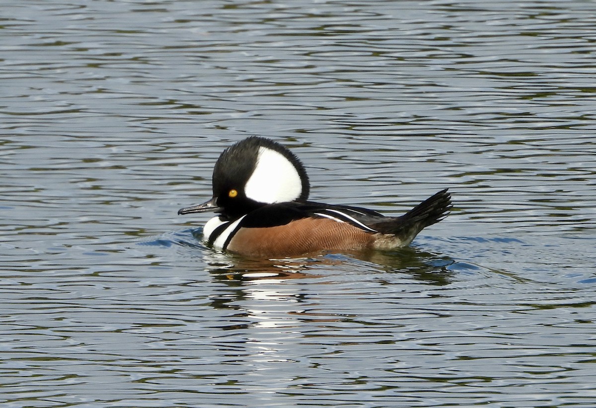 Hooded Merganser - ML646147207