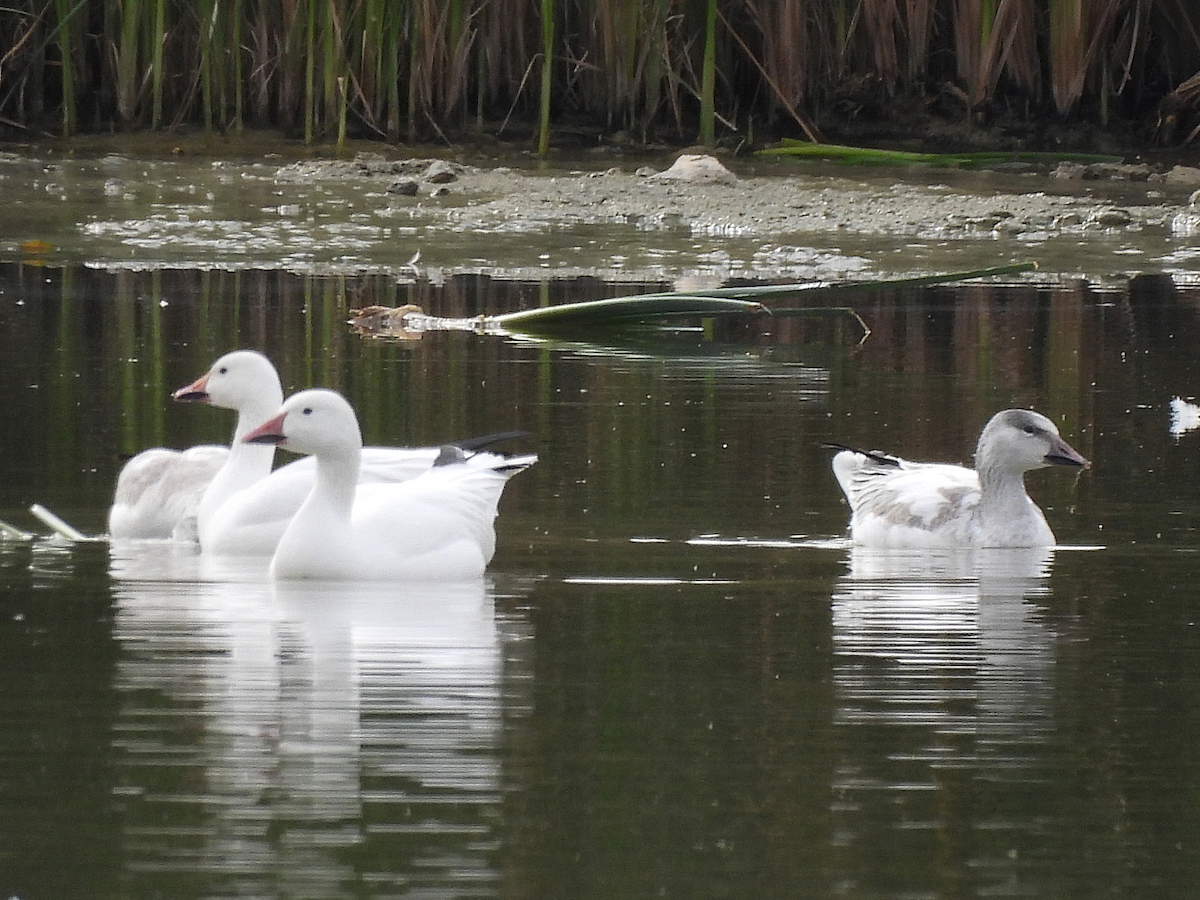Snow Goose - ML646147213