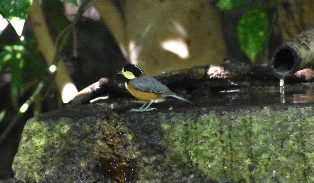 rødmeis - ML646147216