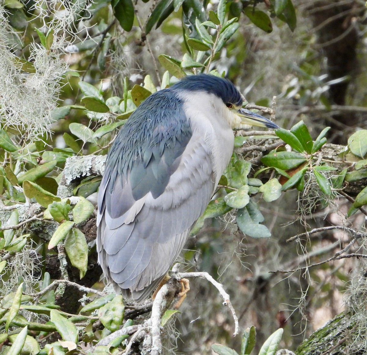 Black-crowned Night Heron - ML646147217