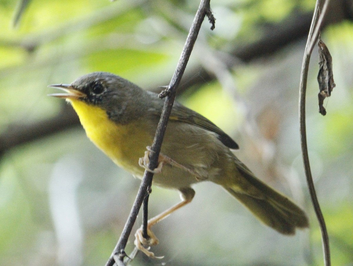 Common Yellowthroat - ML646147218