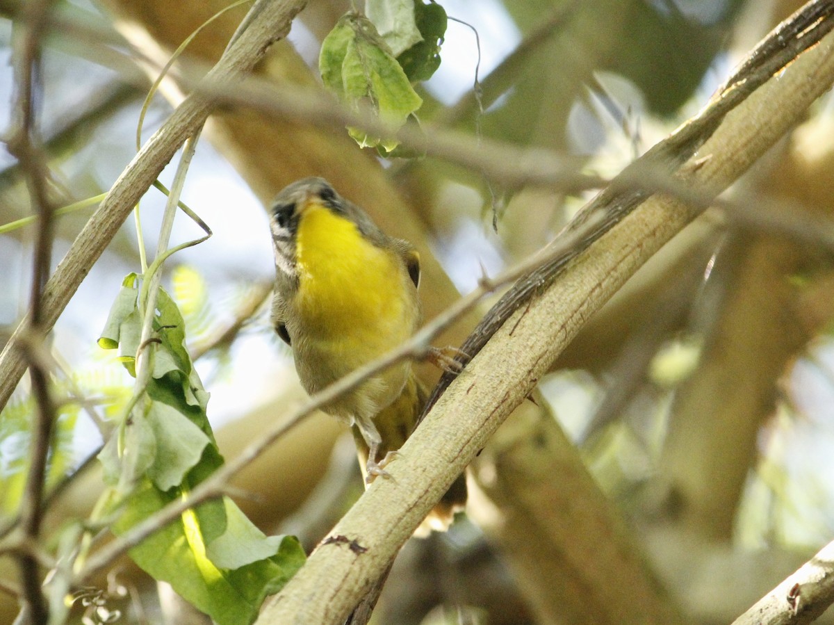 Common Yellowthroat - ML646147220