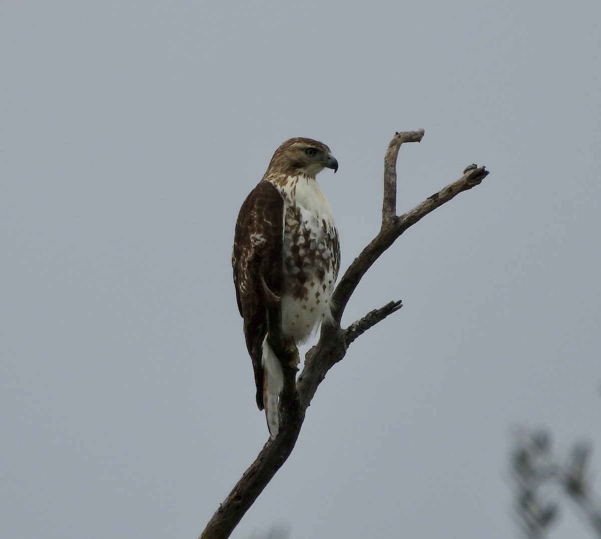 Red-tailed Hawk - ML646147226