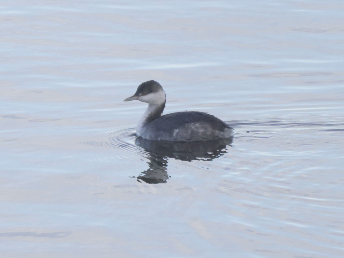 Horned Grebe - ML646147230