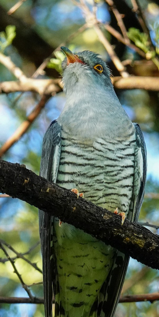 African Cuckoo - ML646147232