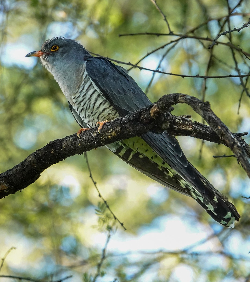 African Cuckoo - ML646147233