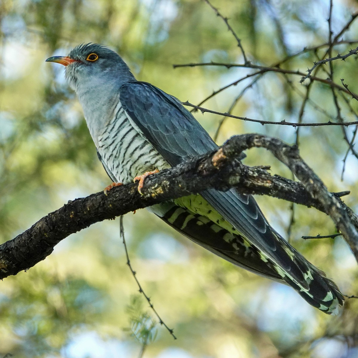 African Cuckoo - ML646147234