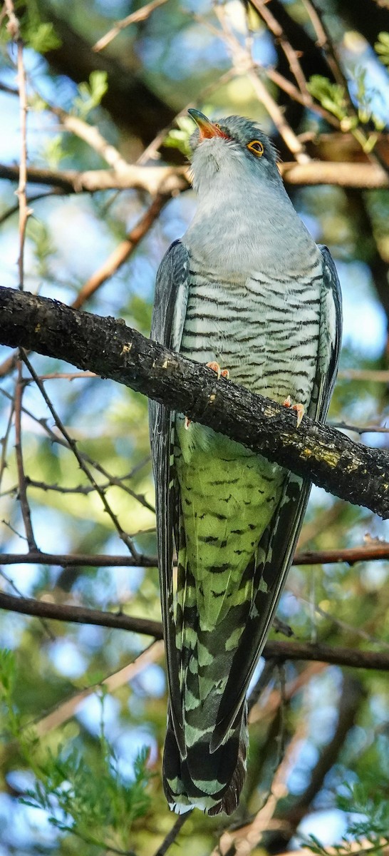 African Cuckoo - ML646147235