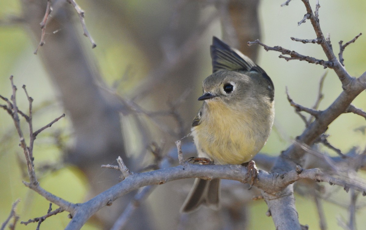 Ruby-crowned Kinglet - ML646147239