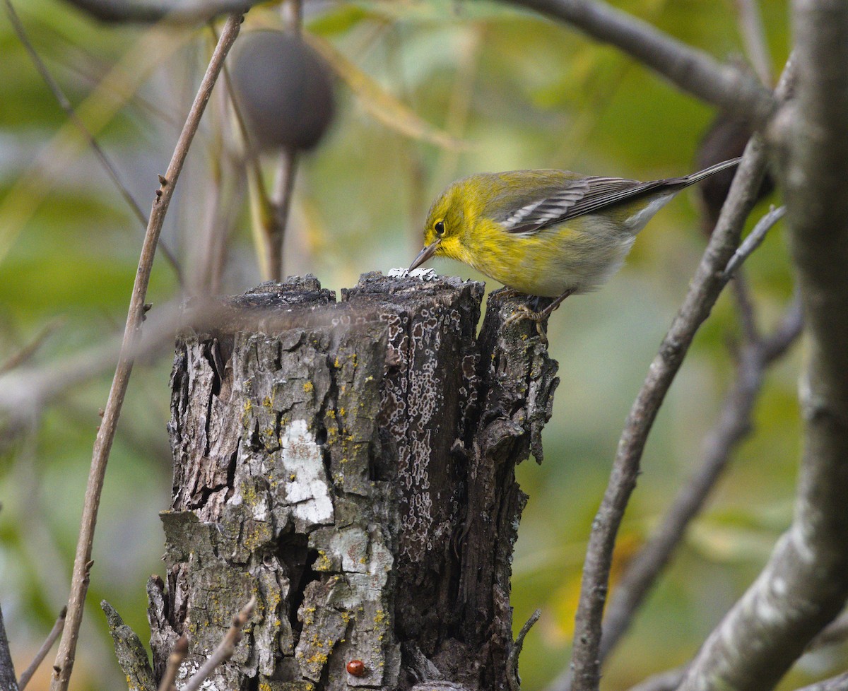 Pine Warbler - ML646147248