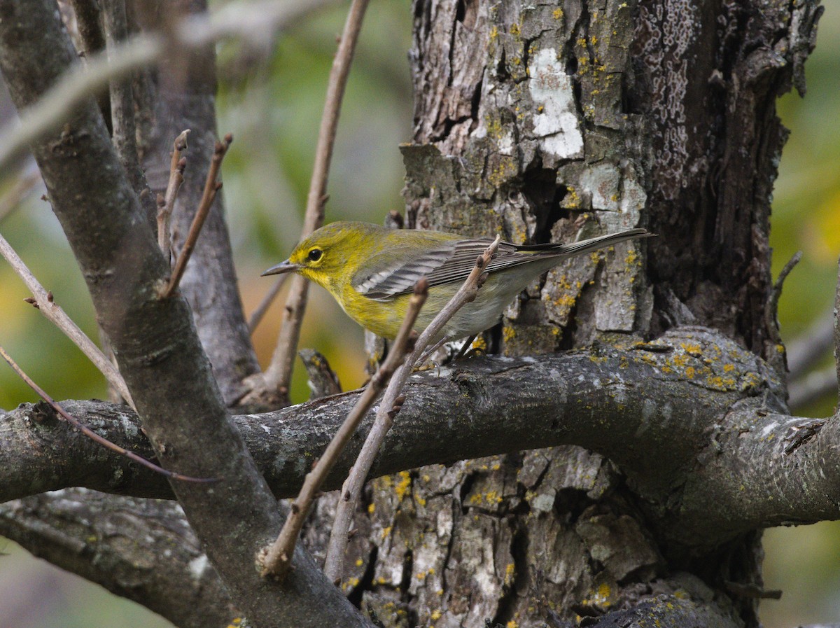 Pine Warbler - ML646147249