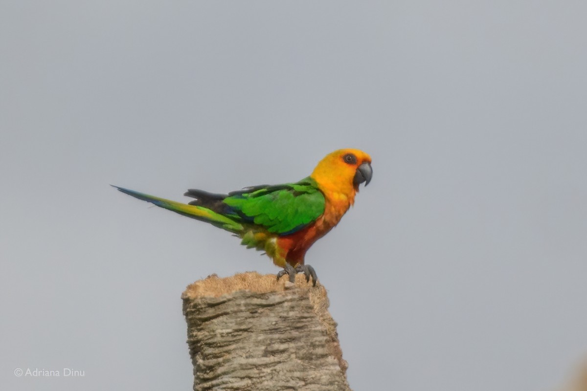 Jandaya Parakeet - ML646147250