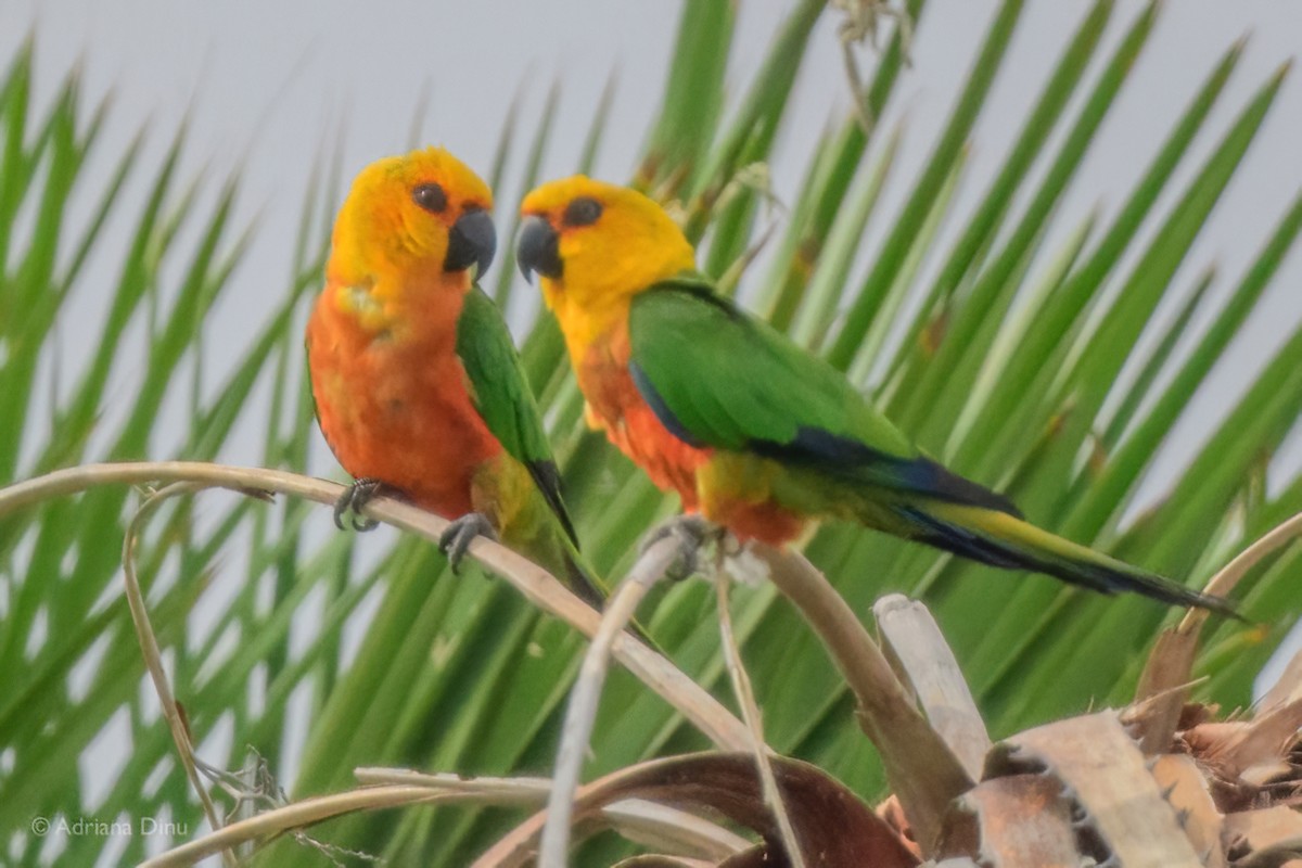 Jandaya Parakeet - ML646147251