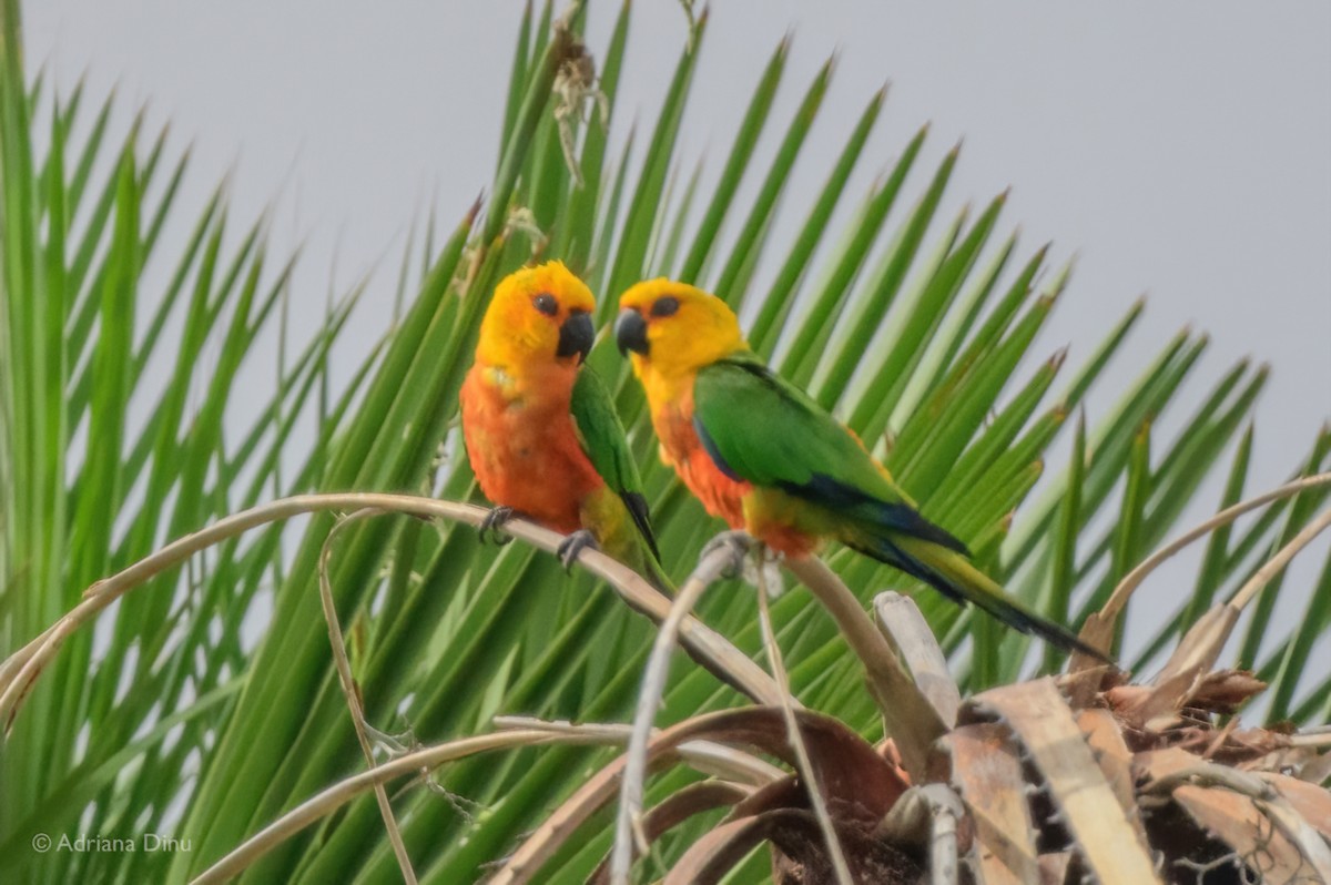 Jandaya Parakeet - ML646147252