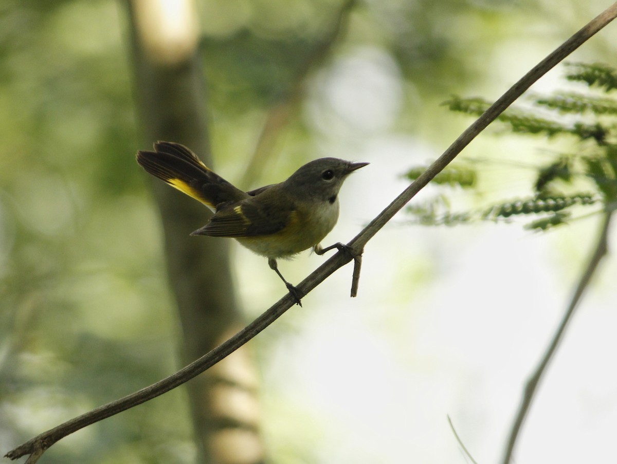 American Redstart - ML646147255
