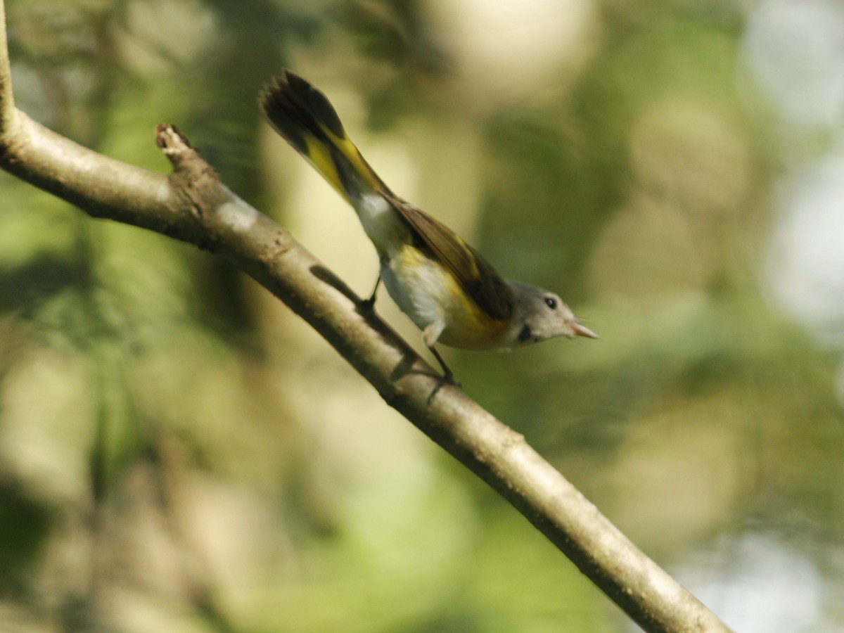 American Redstart - ML646147256