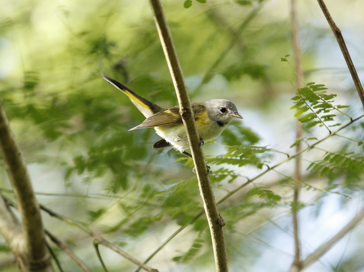 American Redstart - ML646147257