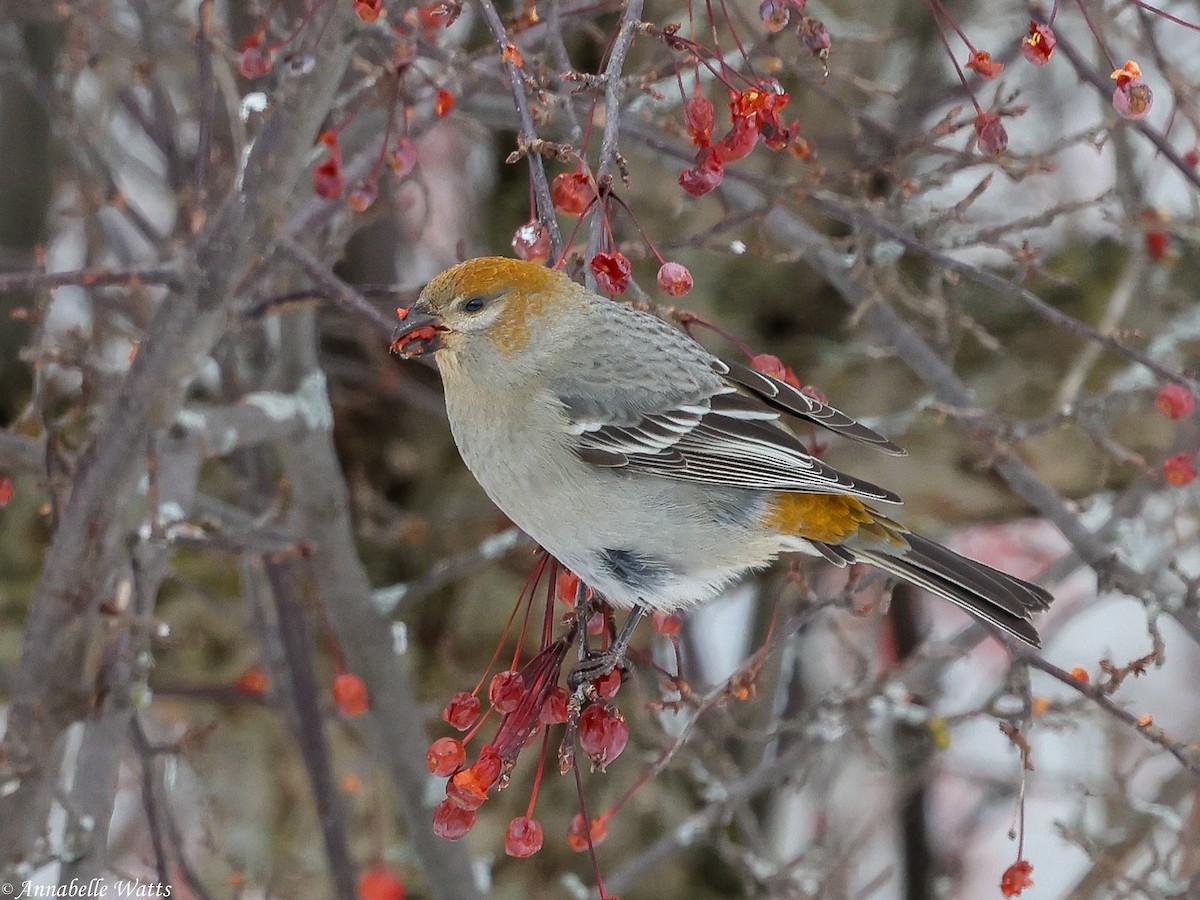 Tayga Çütresi - ML646147258