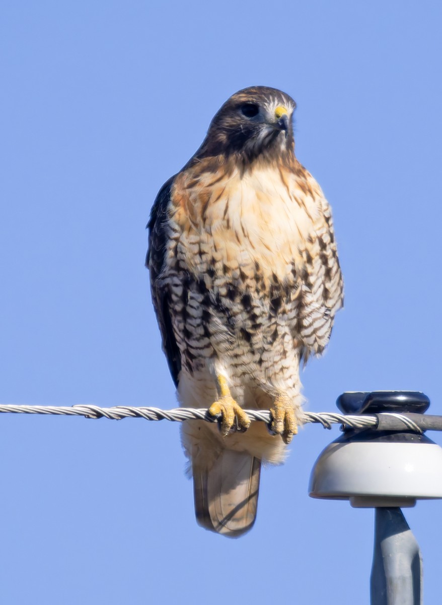 Rotschwanzbussard - ML646147284