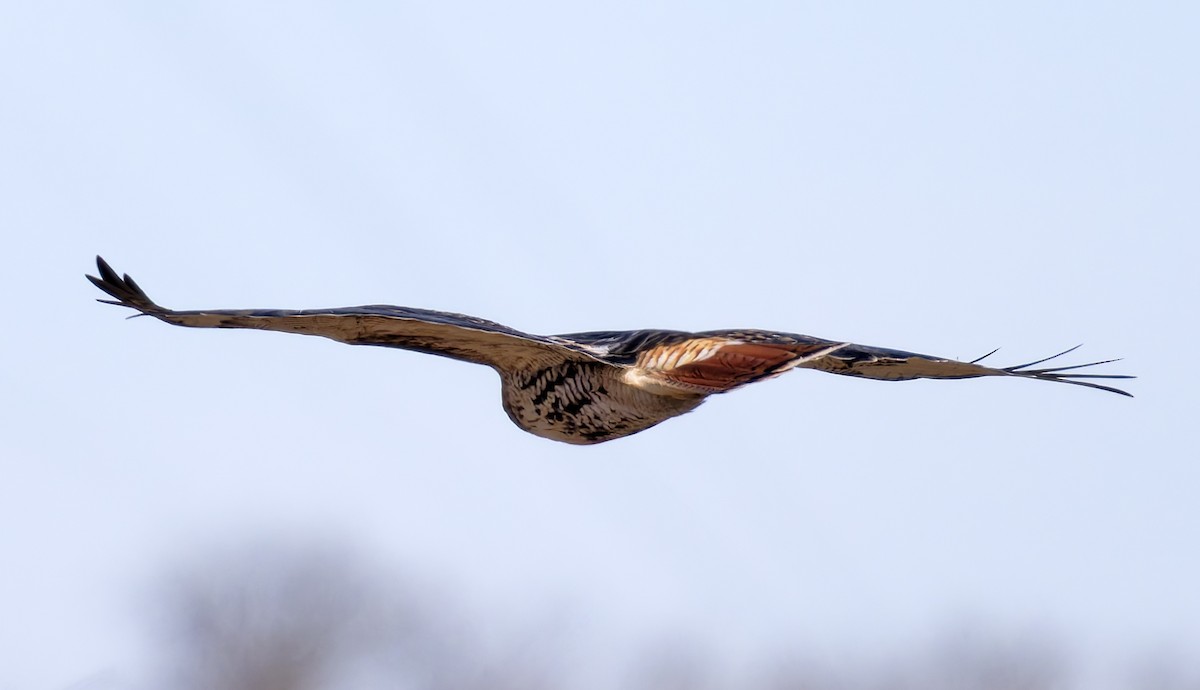 Rotschwanzbussard - ML646147285