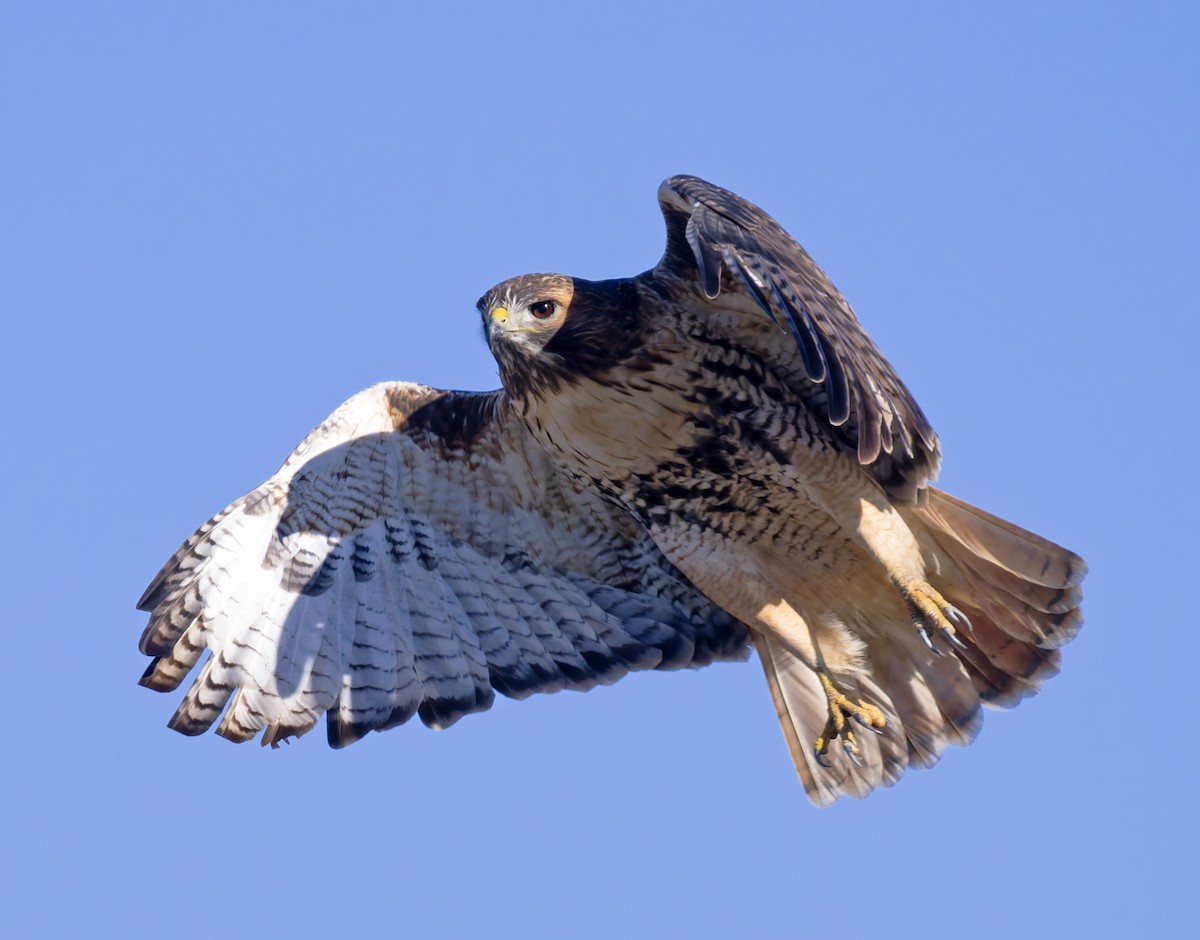 Rotschwanzbussard - ML646147286