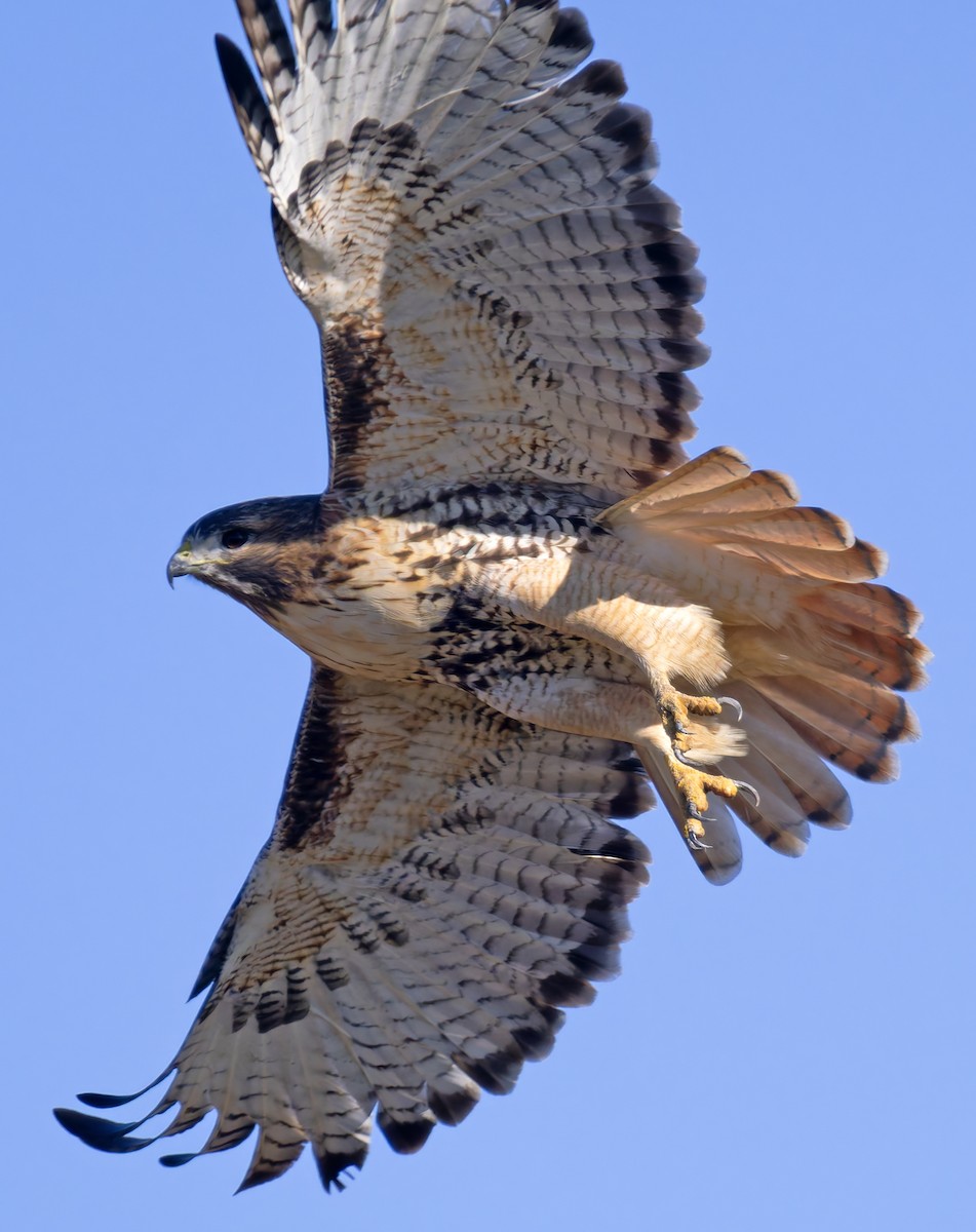 Rotschwanzbussard - ML646147287