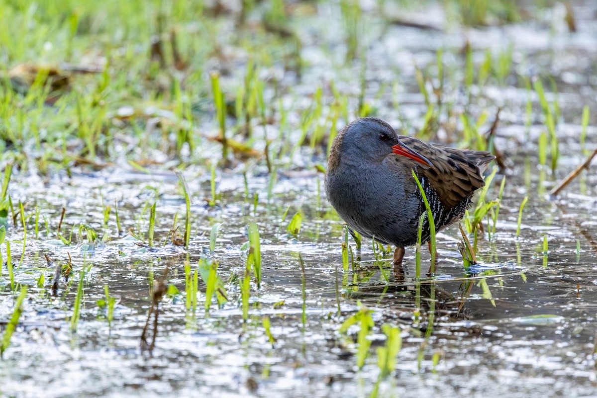 西方秧雞 - ML646147288