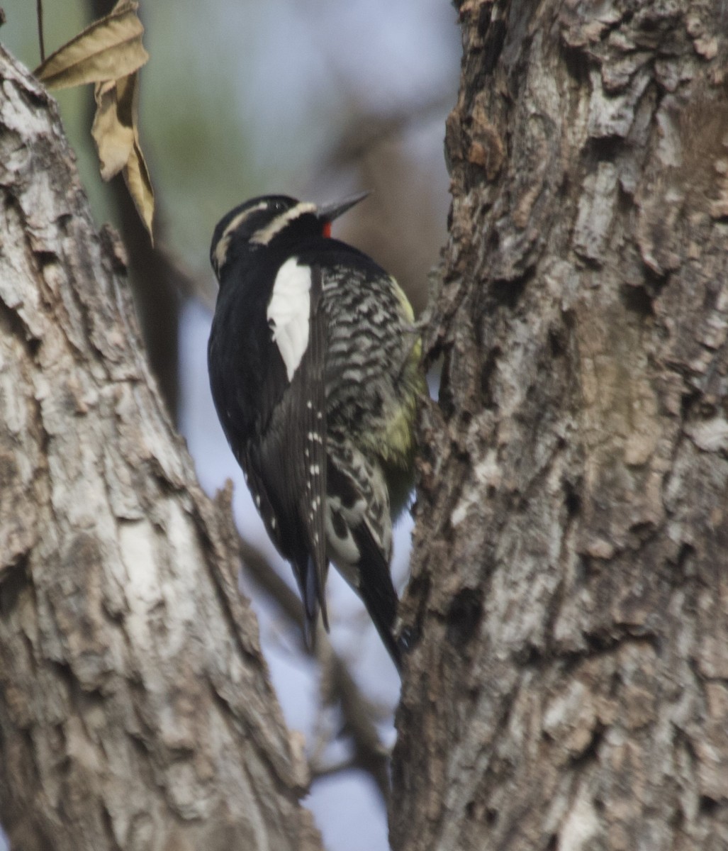 Williamson's Sapsucker - ML646147293