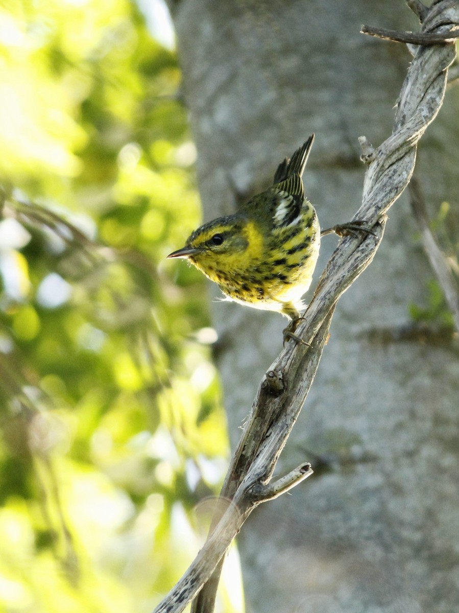 ホオアカアメリカムシクイ - ML646147294