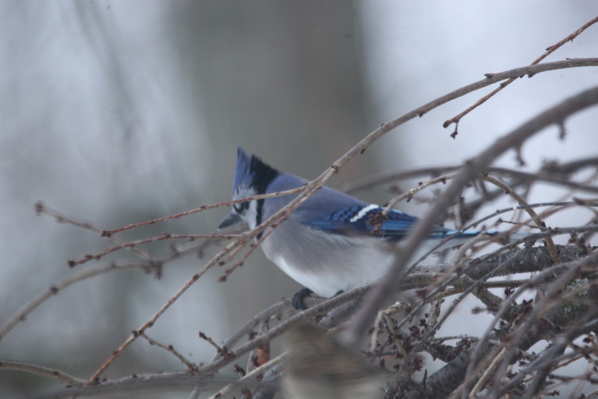 Blue Jay - ML646147295