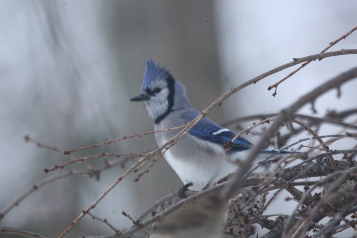 Blue Jay - ML646147296