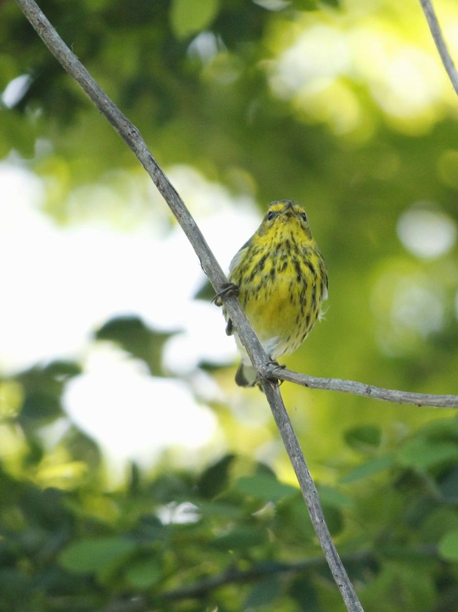 ホオアカアメリカムシクイ - ML646147299