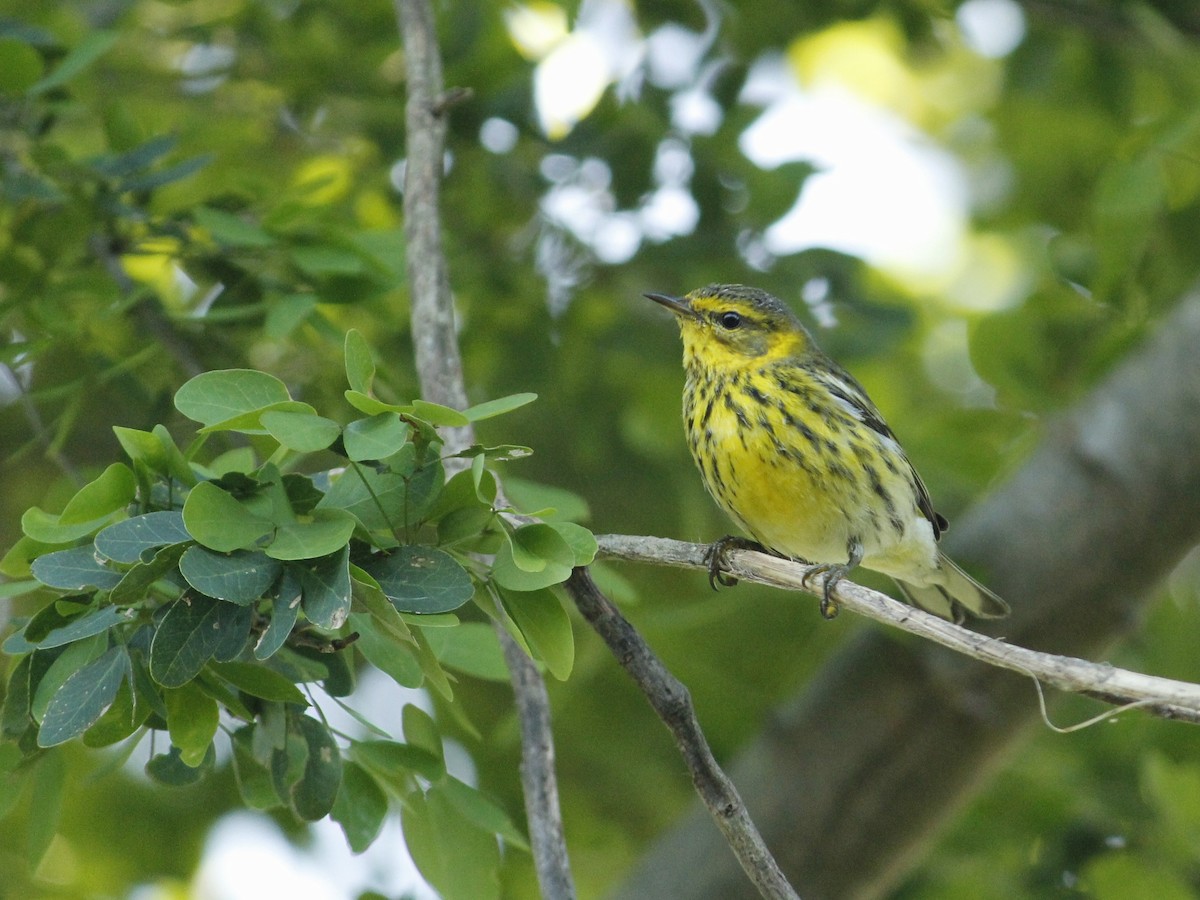 ホオアカアメリカムシクイ - ML646147300